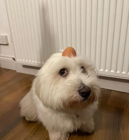 Bean's stupid ass dog