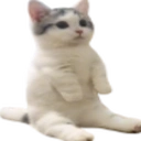 bigcatsittingverynicely Discord sticker