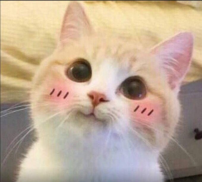 Cat Blush Discord sticker