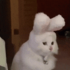 CatYes Discord sticker