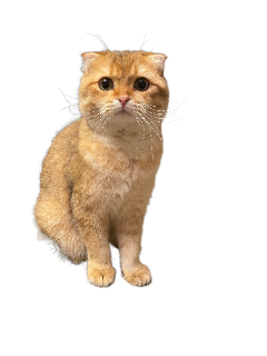 bingus Discord sticker