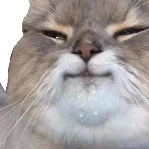 Cat Huh Discord sticker