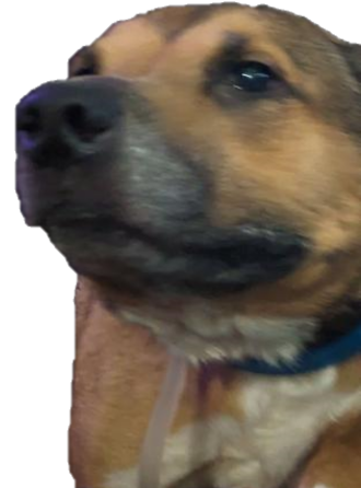 Imjusthere Discord sticker