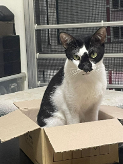 Cat in cardboard box