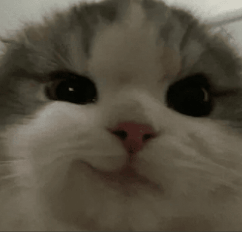 catsmirk Discord sticker