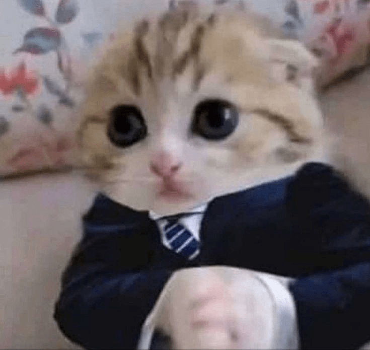 gatoelegante Discord sticker