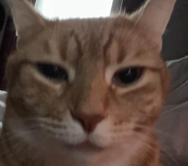 ArloWTF | |  gg/rainbow