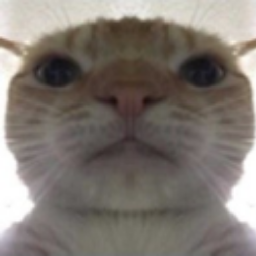 bruh cat Discord sticker