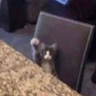 kitty raising hand