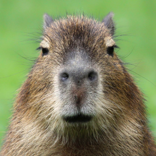 Capybara Discord sticker