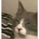 gato buen dia Discord sticker