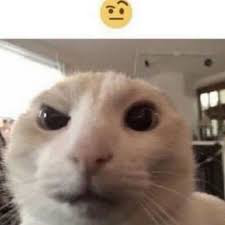 Cat Discord sticker