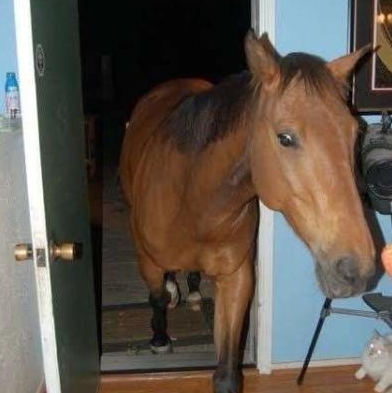 The horse is here Discord sticker