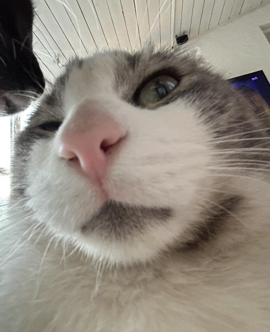 Cat Stinkface Discord sticker
