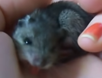 ratita Discord sticker