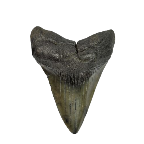 MEGALODON Discord sticker