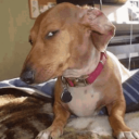 Dawg Discord sticker