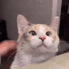 cat pat  gg/sillycats