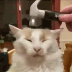 cat hammer  gg/sillycats