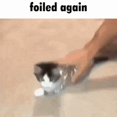 foiled_again  gg/sillycats