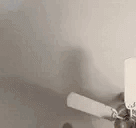 british  gg/sillycats