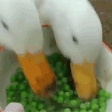 ducks Discord sticker