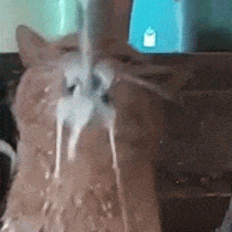 cat drinking milk Discord sticker