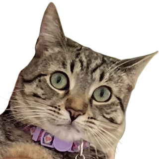 bellawut Discord sticker