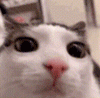 TeE Gato Pestañeo Discord sticker