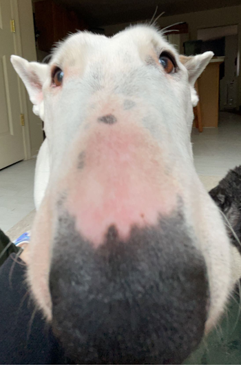 Nosy Dog Discord sticker