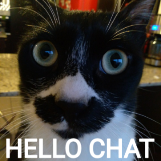 Hello Chat  gg/sillycats