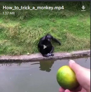 How to trick a monkey