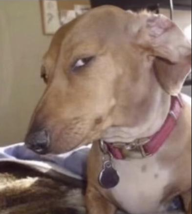 Perro Smirk Discord sticker