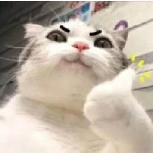 gato pulgar arriba Discord sticker