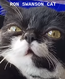 Ron Swanson Cat Discord sticker