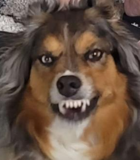 Dog Cringe Discord sticker