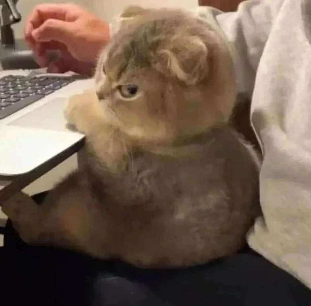 Mad Cat Discord sticker