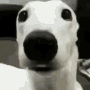 Dog Shiver Discord sticker