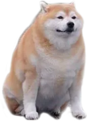 Judgemental Dog Discord sticker