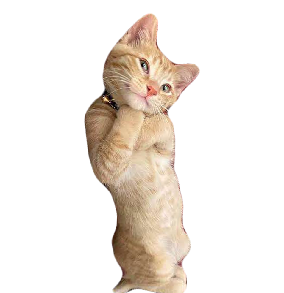 catpose Discord sticker