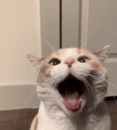 YOOOOOO gg/sillycats