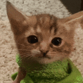 LET ME OUT gg/sillycats