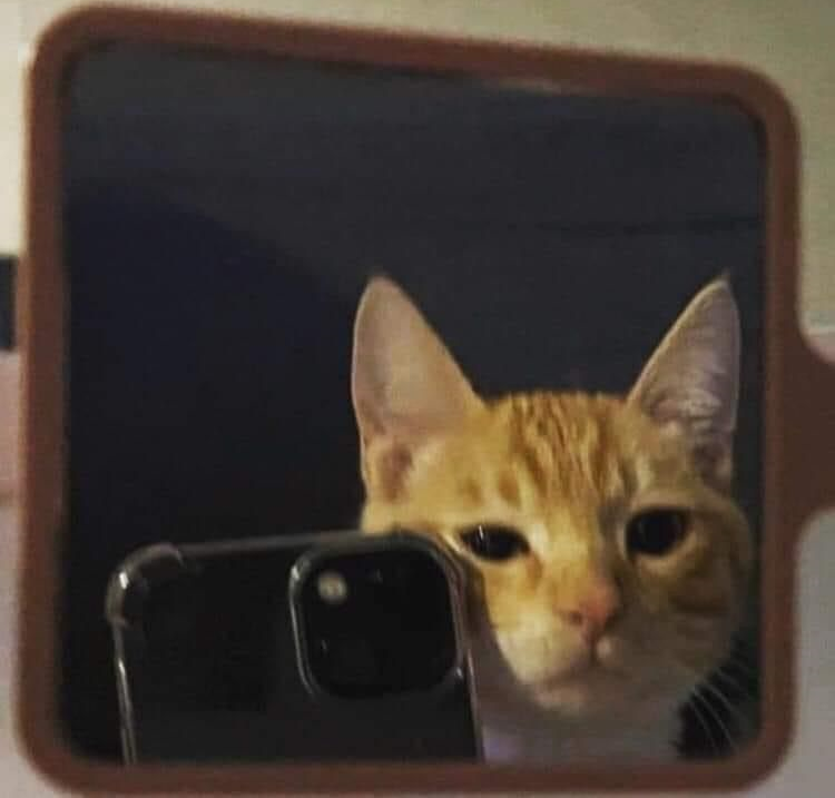 caught in 4k 🤨📸 gg/sillycats