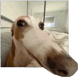 dog SNIFF Discord sticker
