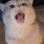 cat yawn | gg/kirei Discord sticker