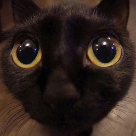 Cat Stare Discord sticker