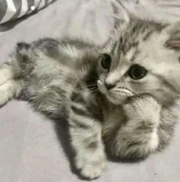 GO_catThink Discord sticker