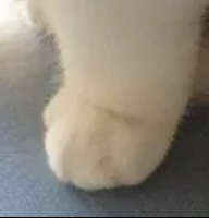 angry paw 