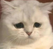 kitty sad | gg/kirei Discord sticker