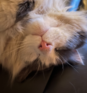 Blotto's Cat Discord sticker